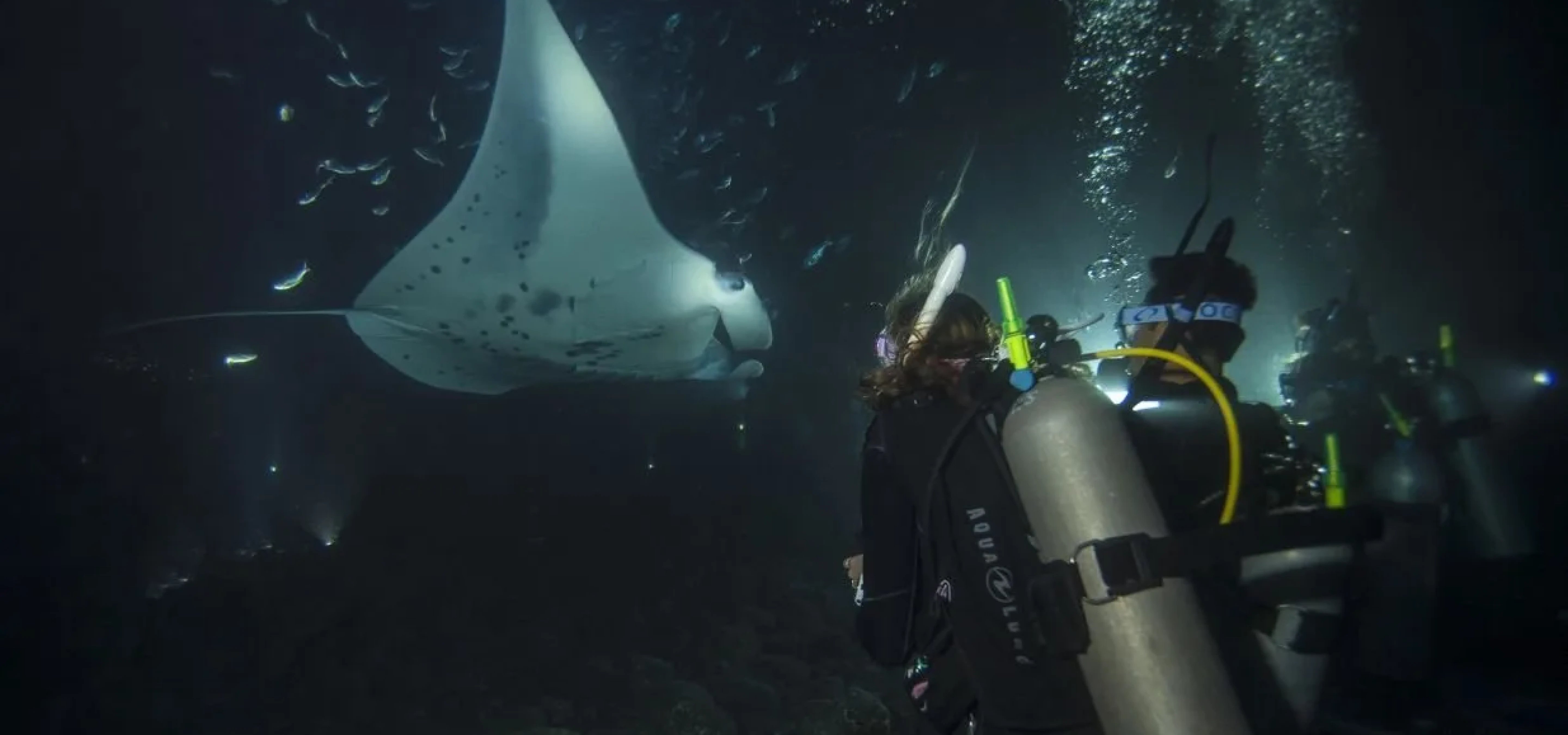 PADI Night Diver Speciality Banner - Bermuda